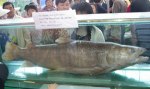 国家一级保护动物川陕哲罗鲑全人工繁殖成功