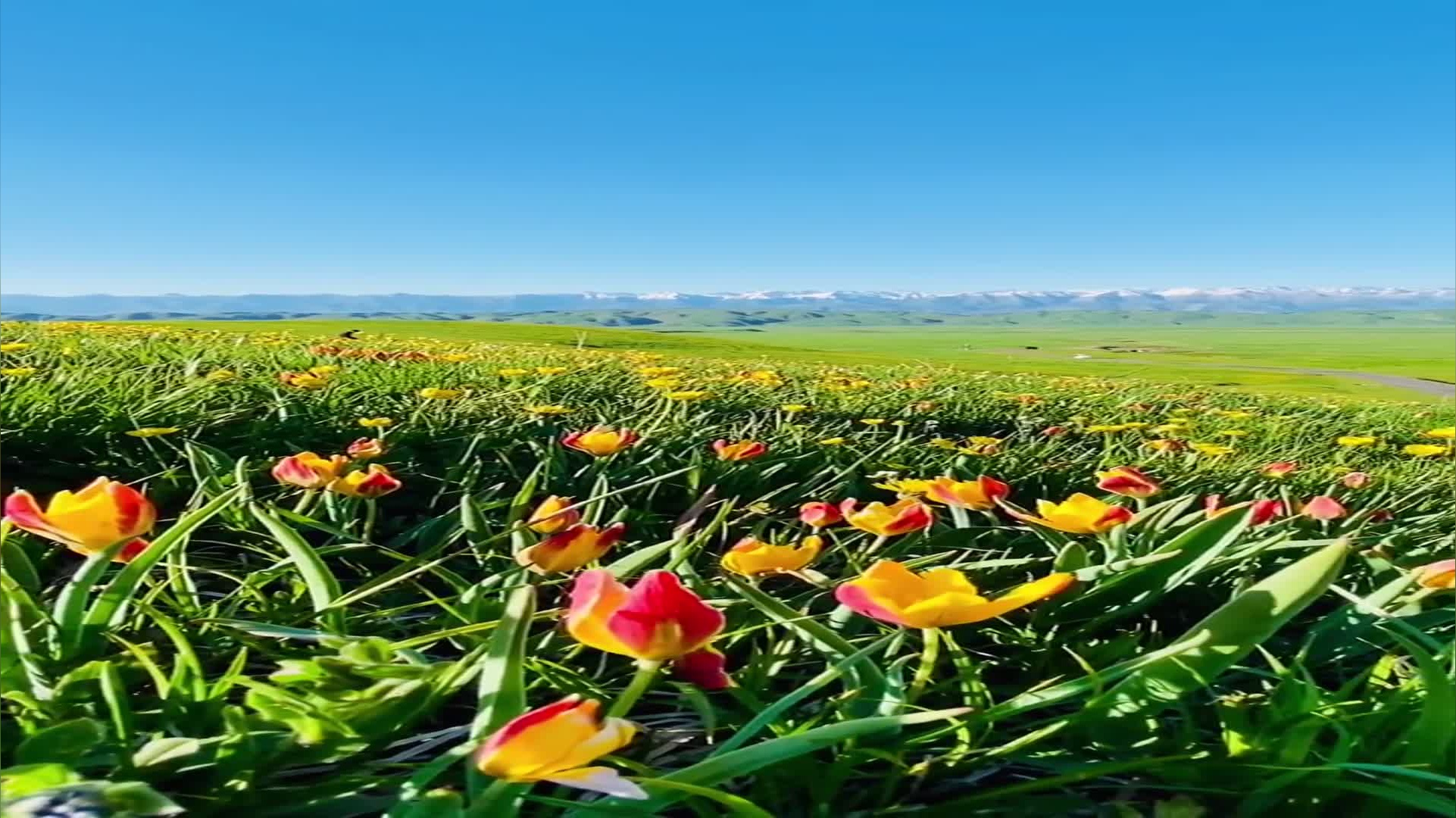 珍稀濒危植物蒙古郁金香在内蒙古草原绽放
