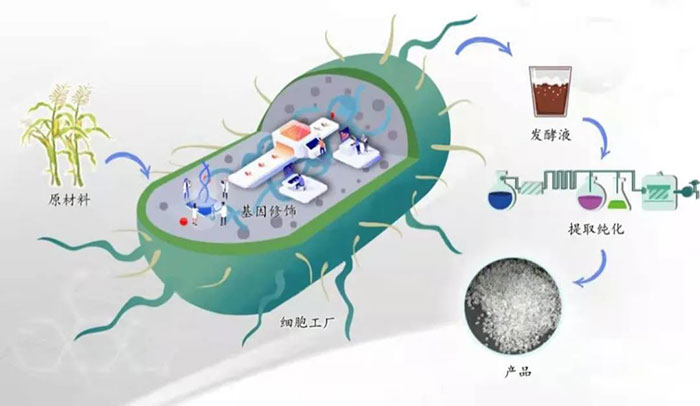 ST长康：公司目前未布局合成生物领域