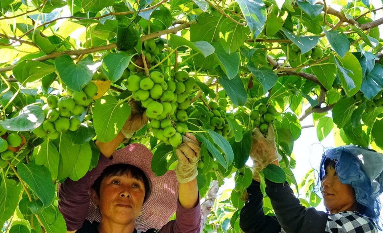 人保财险 ,人保护你周全_山楂行业市场现状及前景趋势分析