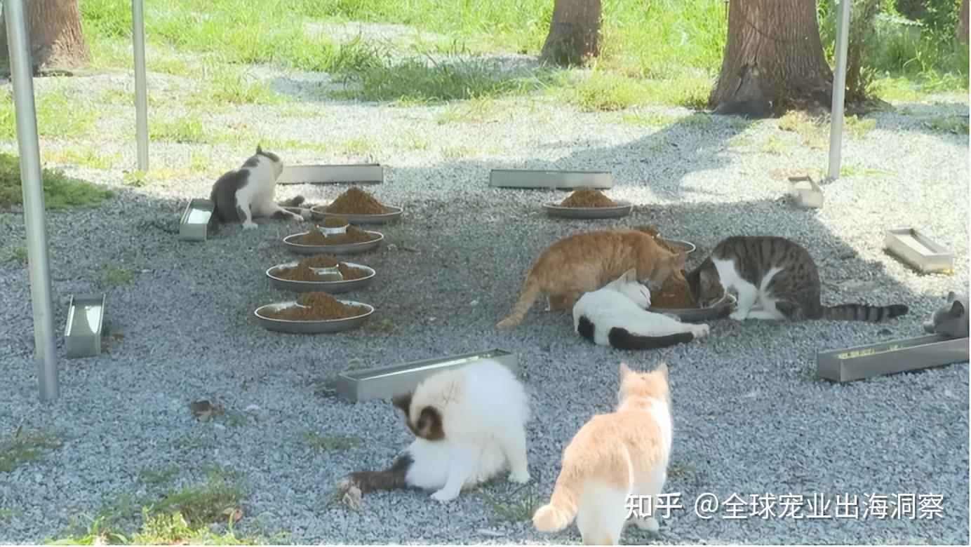 出生率下降，韩国宠物市场规模超过婴儿市场！全国总和生育率去年仅0.72，今年小学新生数量或不足40万