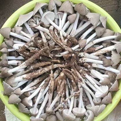 2024年鹿茸行业的市场发展现状及投资风险分析_人保服务,拥有“如意行”驾乘险，出行更顺畅！