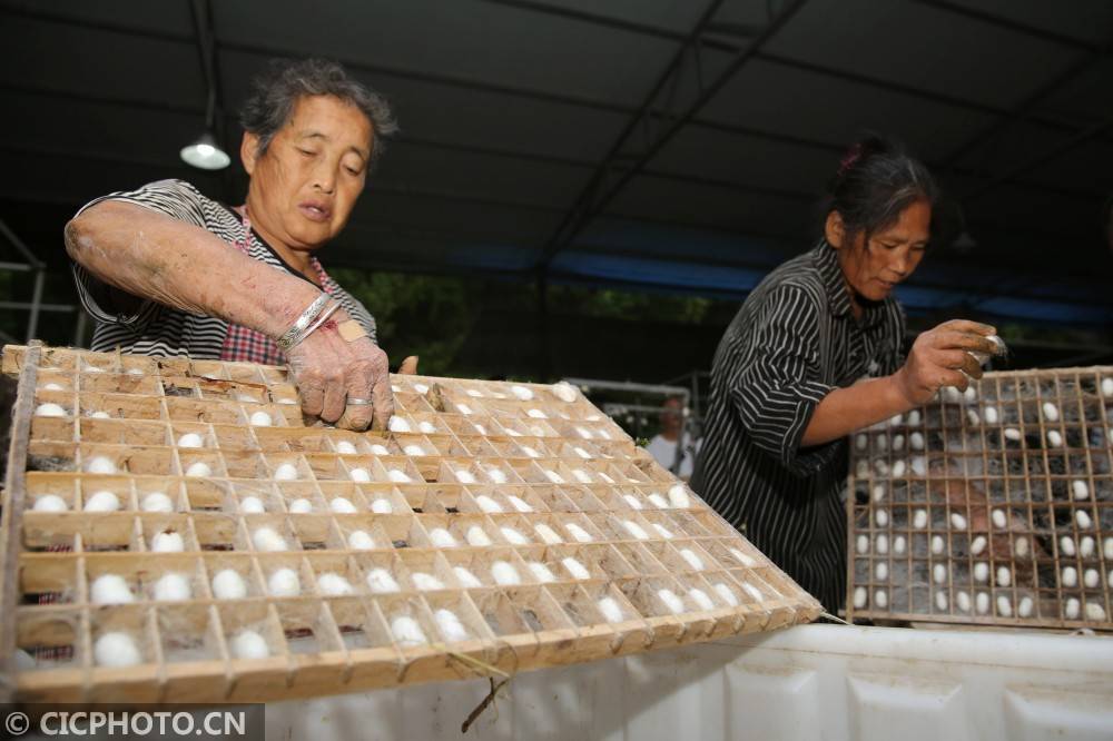 2025年蚕养殖及加工行业发展趋势及政策分析_人保财险政银保 ,拥有“如意行”驾乘险，出行更顺畅！