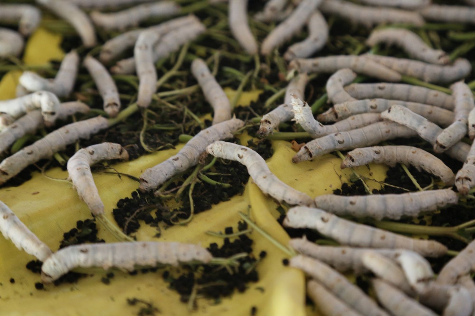 人保财险政银保 ,人保财险 _2025年蚕养殖及加工行业现状与发展趋势分析