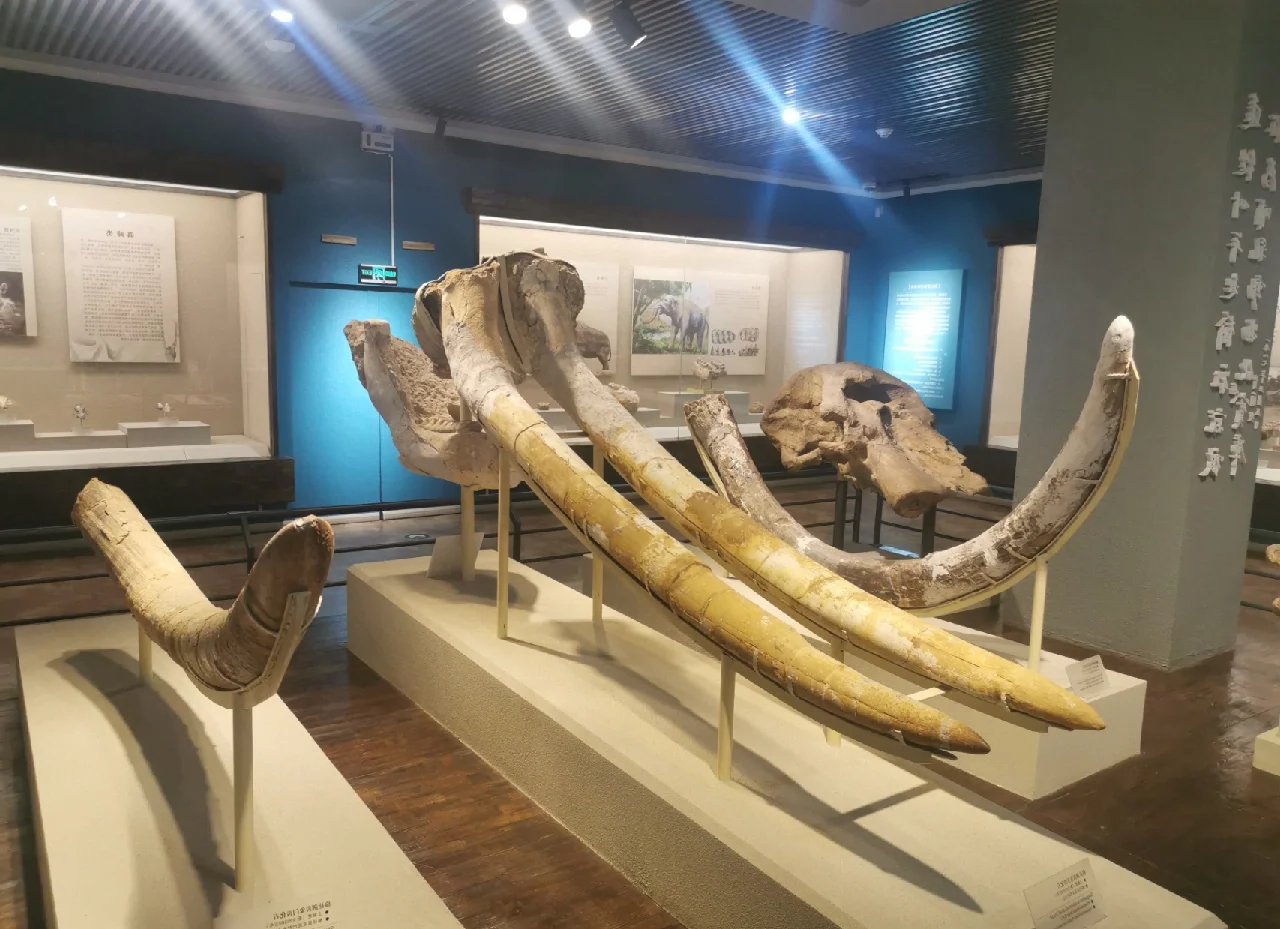 巴西发现的化石或提供恐龙起源新线索