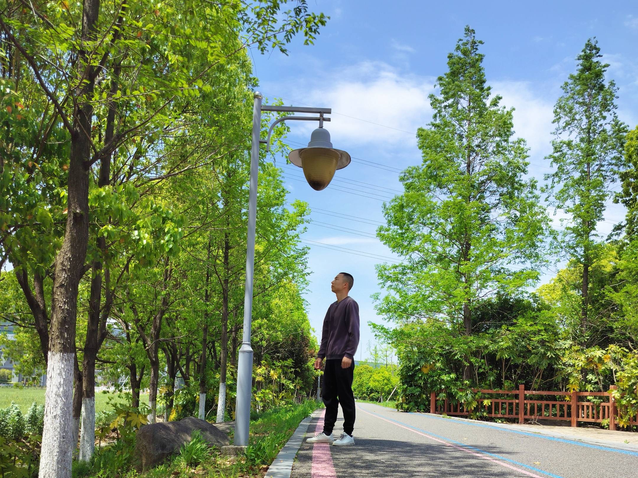 焦虑的加拿大鹅