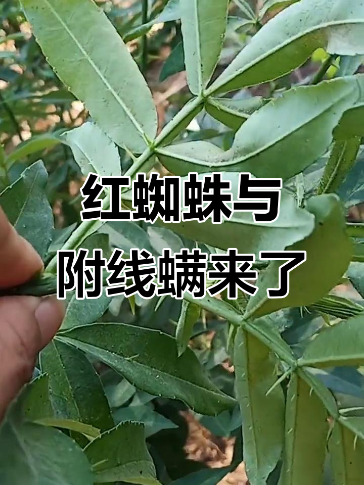 我国科学家发现“红蜘蛛”害螨的抗逆性“铠甲”