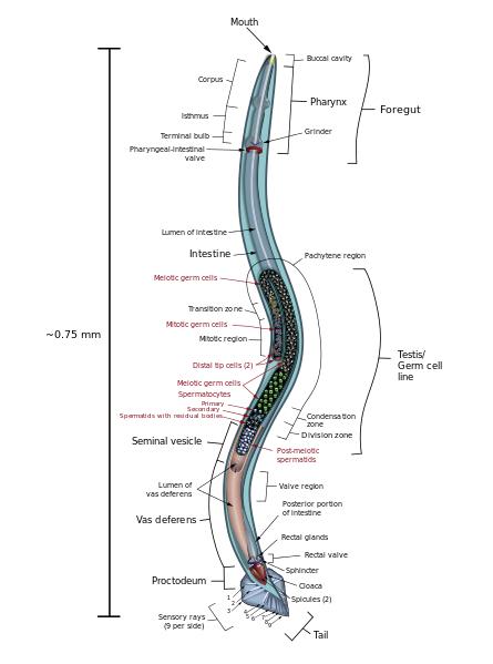 新型化合物可显著延长线虫寿命