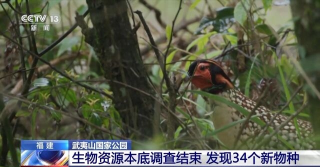 武夷山国家公园发现3个大型真菌新物种