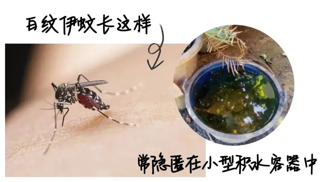 广东疾控：基孔肯雅热可防可控 发现的病例均为轻症