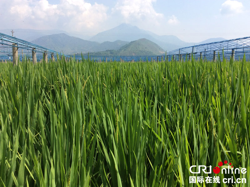 海南省委书记冯飞：让热带果蔬丰富国人的“菜篮子”、“果盘子”