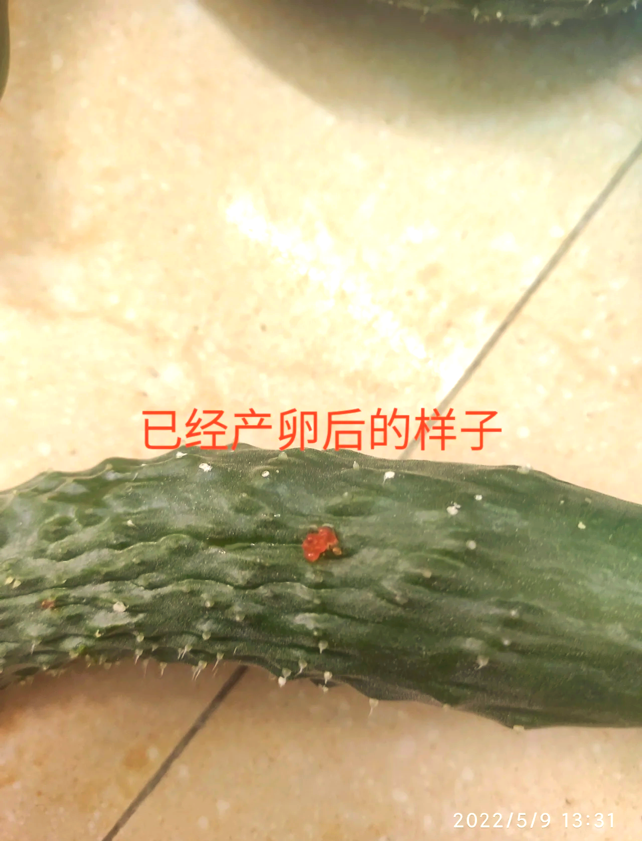 果蝇实验显示幼虫“营养史”会影响寿命