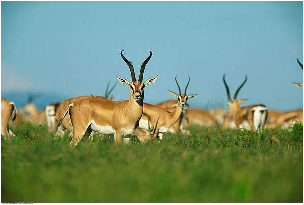 【瞪羚进化论】让工业无人机长出“大脑”和“五官”,这家企业如何做到?