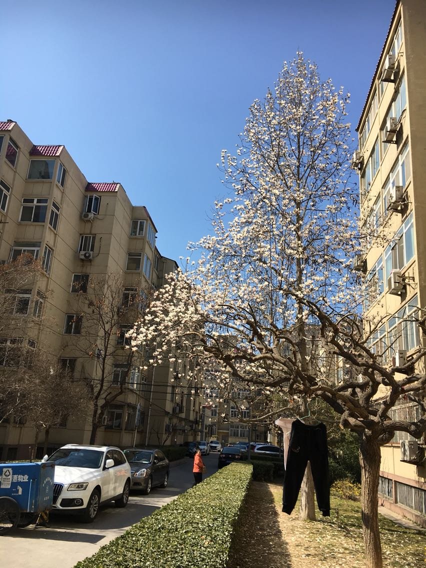 【阜成门外】胡冰川：谁夺走了美国人的牛肉汉堡？