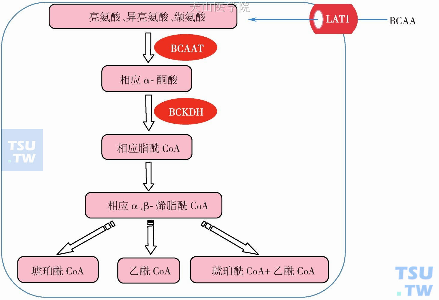 华恒生物获得发明专利授权:“一种ppc突变体及其在L-缬氨酸发酵生产中的应用”