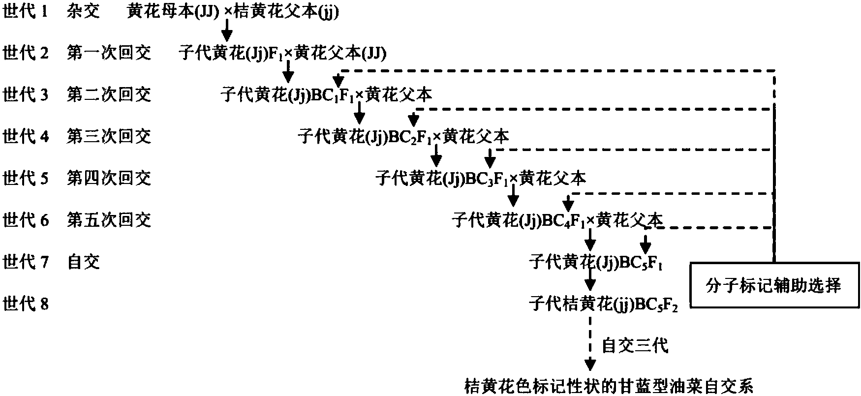 立华股份获得发明专利授权：“一种SNP分子标记组合在体斜长辅助育种中的应用”