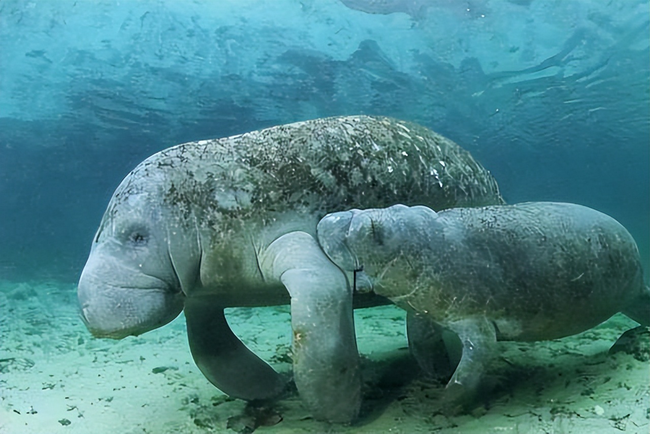 科研人员在南沙群岛永暑礁近岸海域发现“美人鱼”儒艮活动