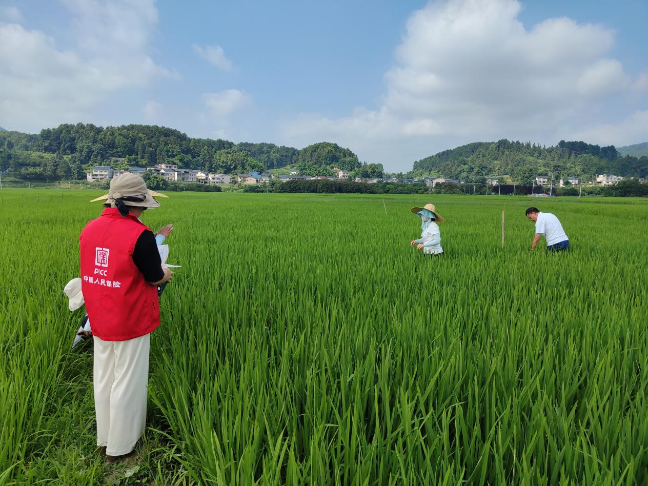 2025中国玉米种植行业:技术革命到了哪一步?_人保车险,人保有温度