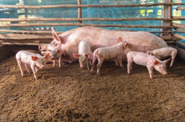 2025年优质猪肉行业市场分析：规模化、智能化与品质化并行_人保车险   品牌优势——快速了解燃油汽车车险,保险有温度