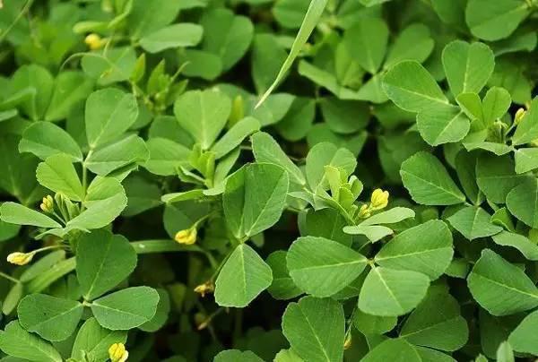 蒙草生态获得发明专利授权:“能有效提高苜蓿生长量的植物根际促生菌及其应用”