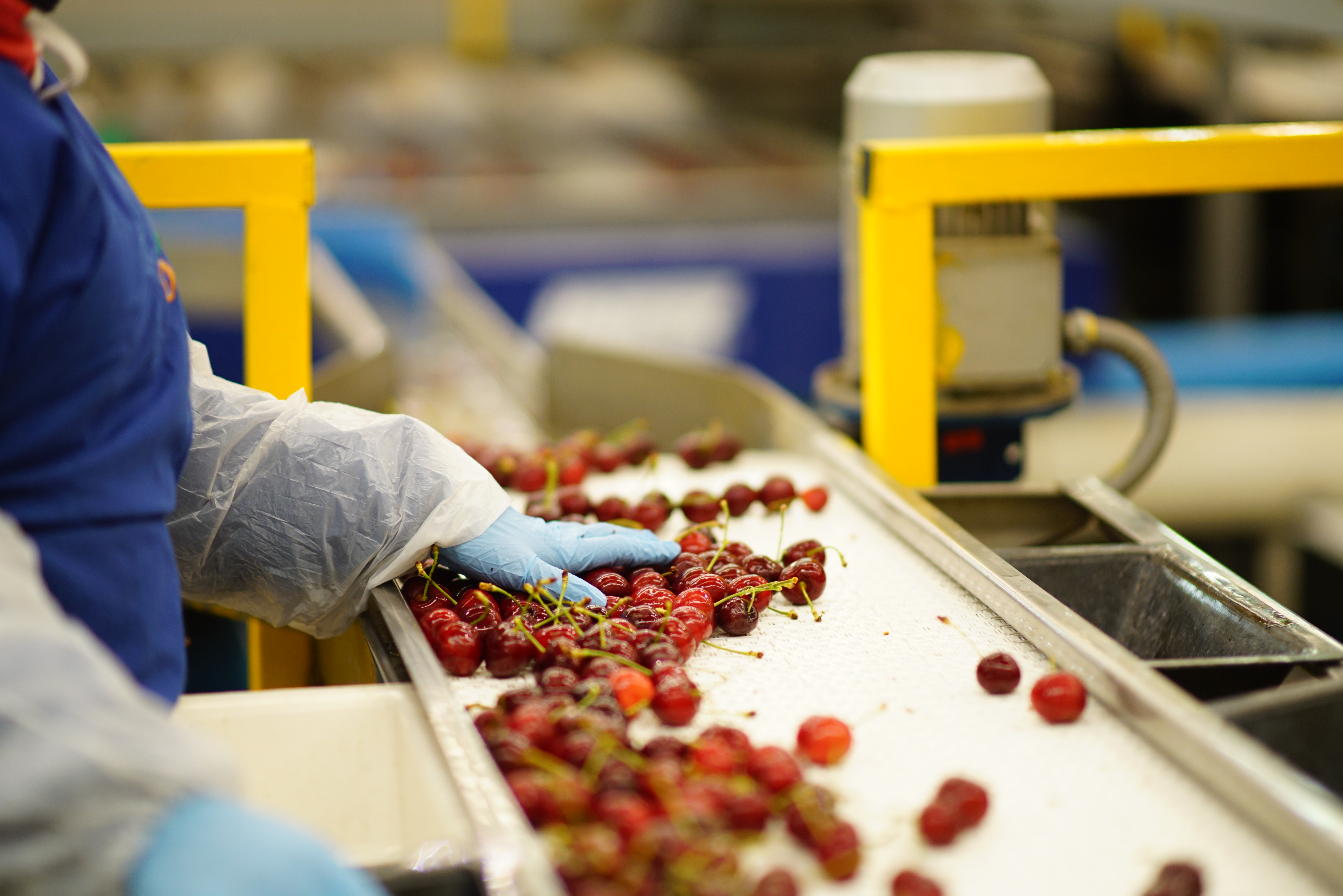 人保服务 ,人保财险政银保 _车厘子行业现状与发展趋势分析