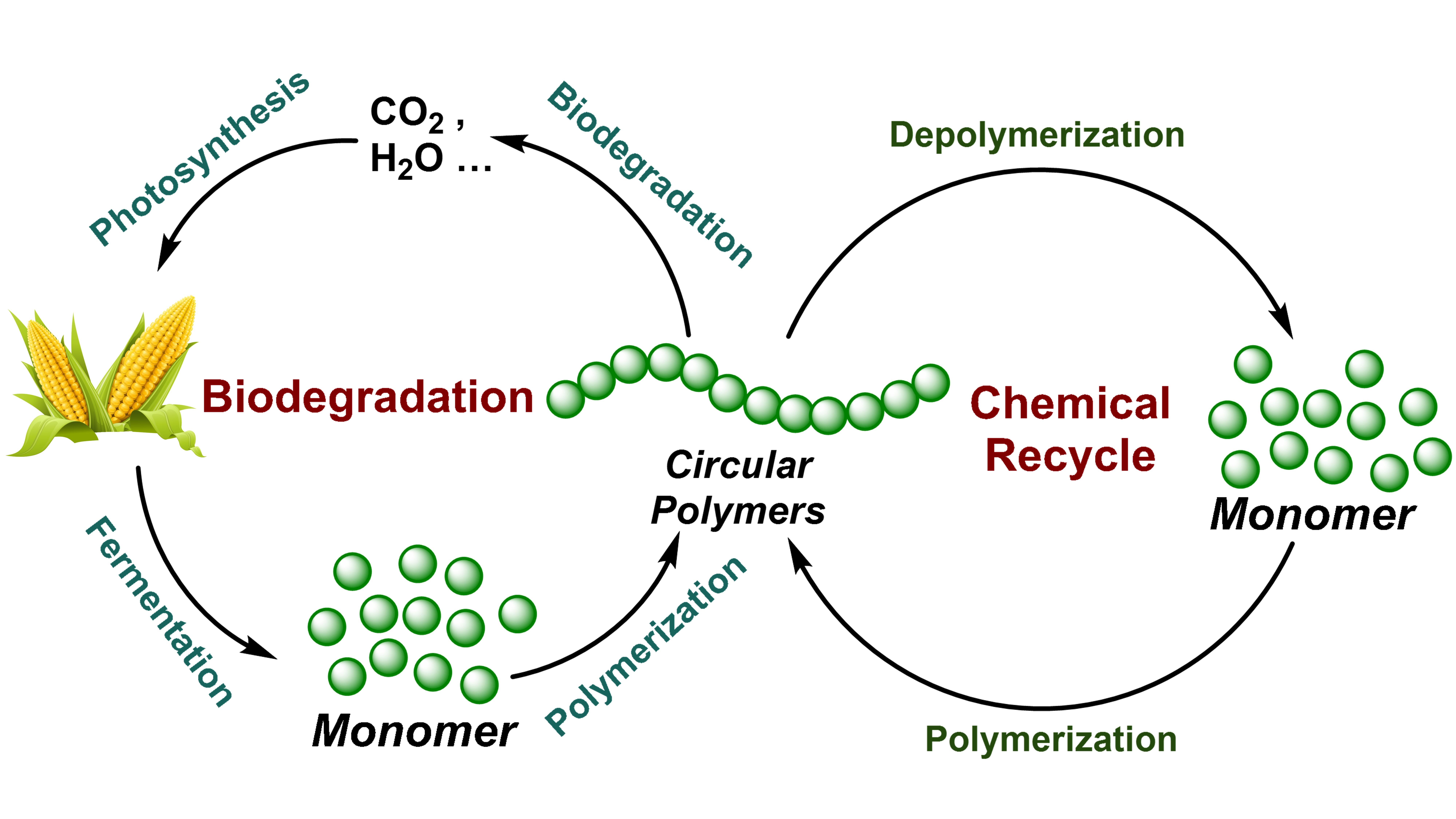 研究发现促进脑内髓鞘生成的生物学机制