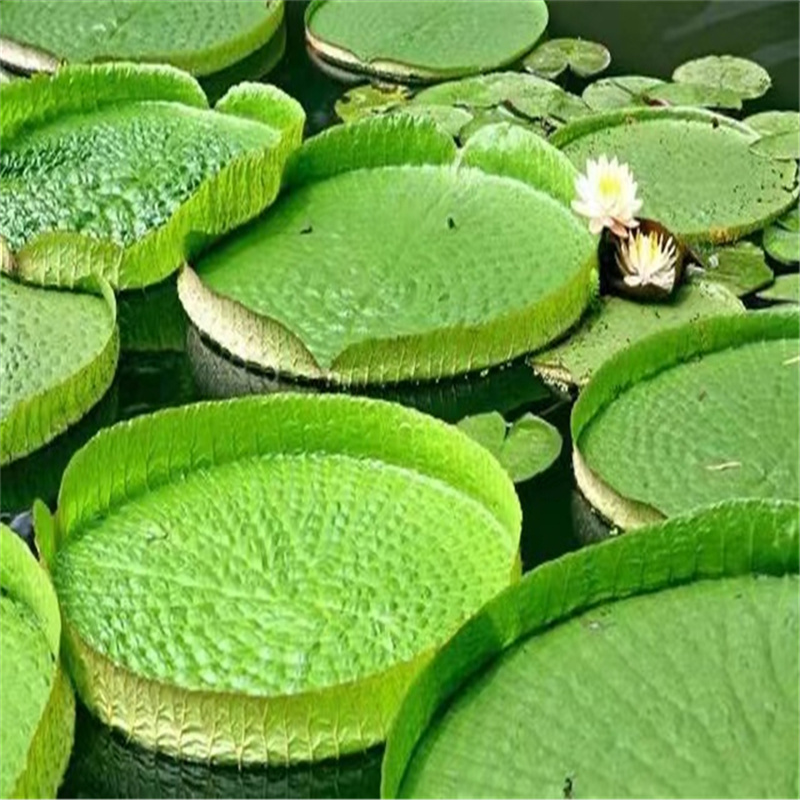 2025水生植物行业市场需求及竞争格局分析_人保伴您前行,人保护你周全