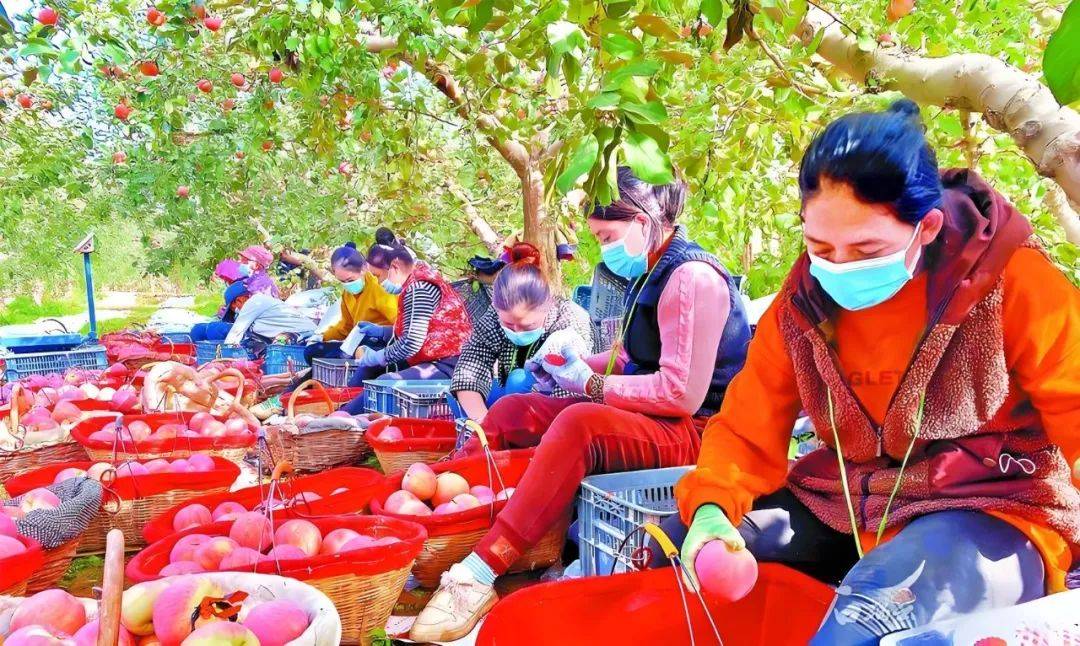 第五届中国新疆特色林果产品博览会将展出850余种产品