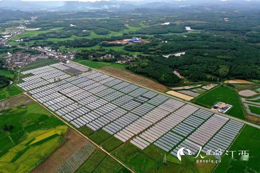 （乡村行・看振兴）村企“双向奔赴” 江西崇仁绘就产业振兴新“画卷”