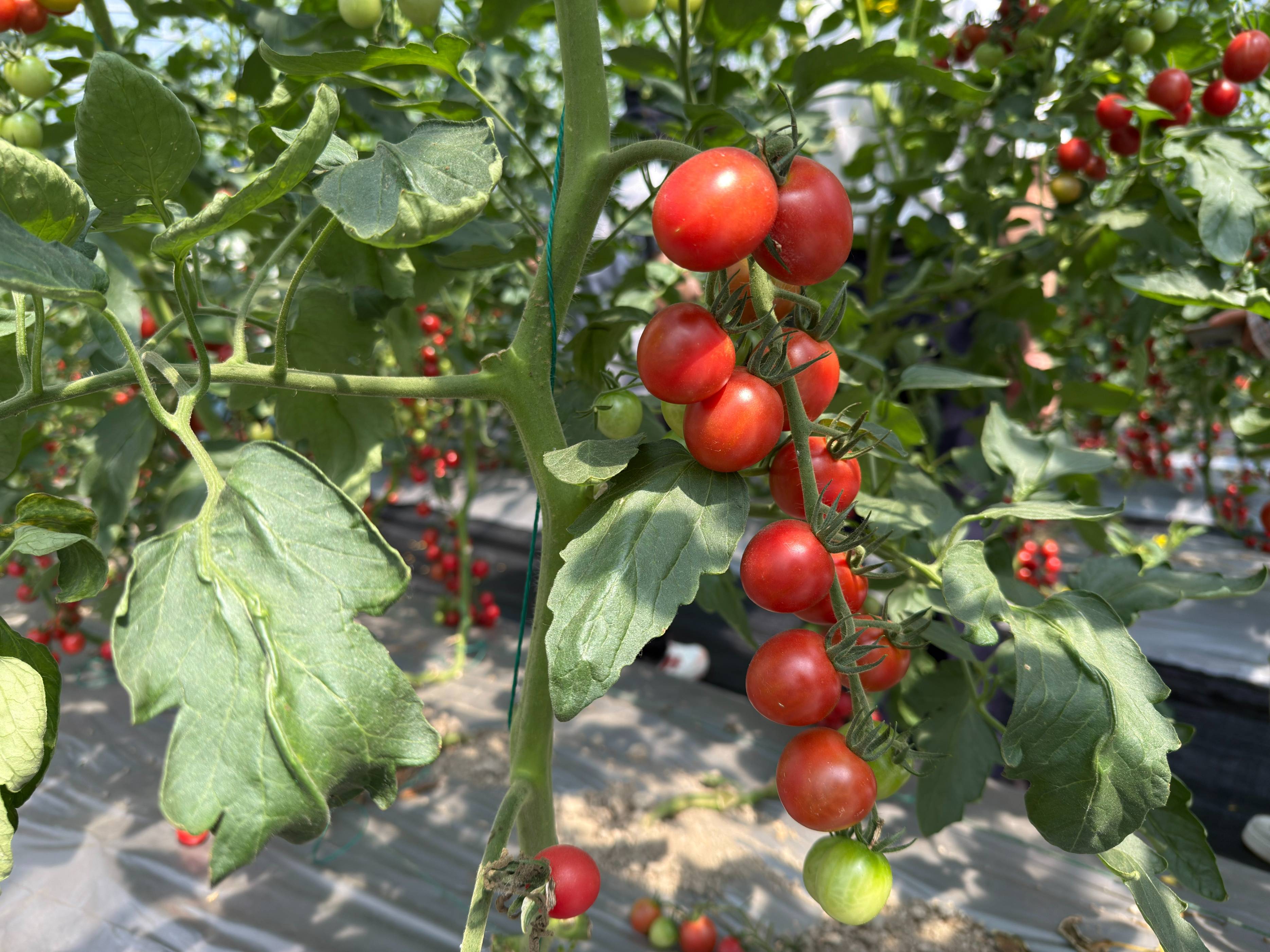 三亚首批冬季瓜菜开摘 明年1月将大规模上市