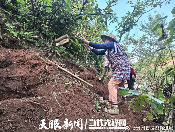 贵州大方：天麻产业兴 帮扶暖民心
