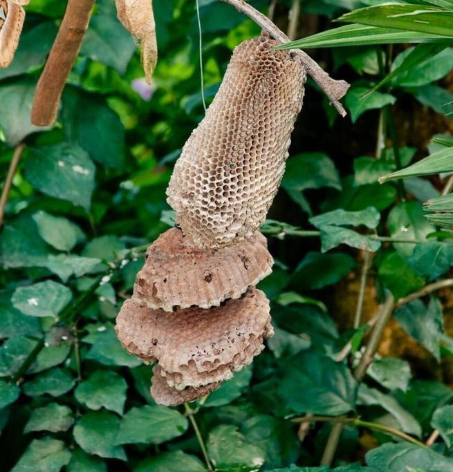 昆明海关所属瑞丽海关查获蜂猴制品105克