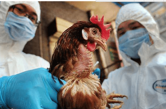 柬埔寨首都今年出现首例禽流感致人死亡病例