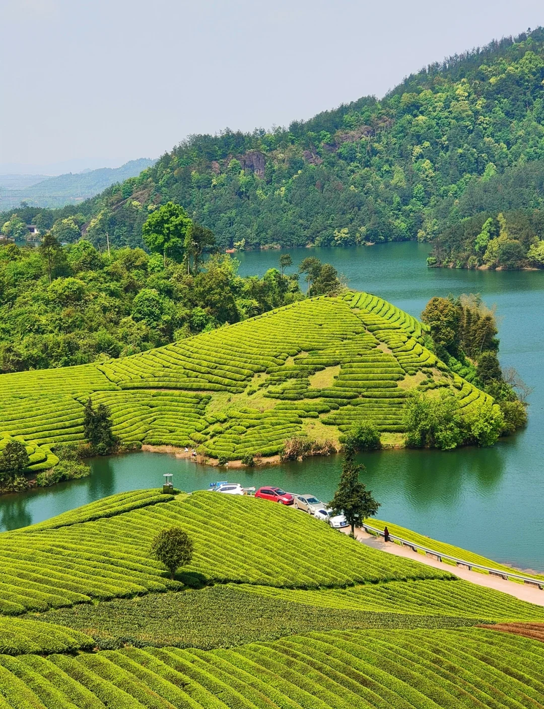 武夷山茶园冬日景致迷人