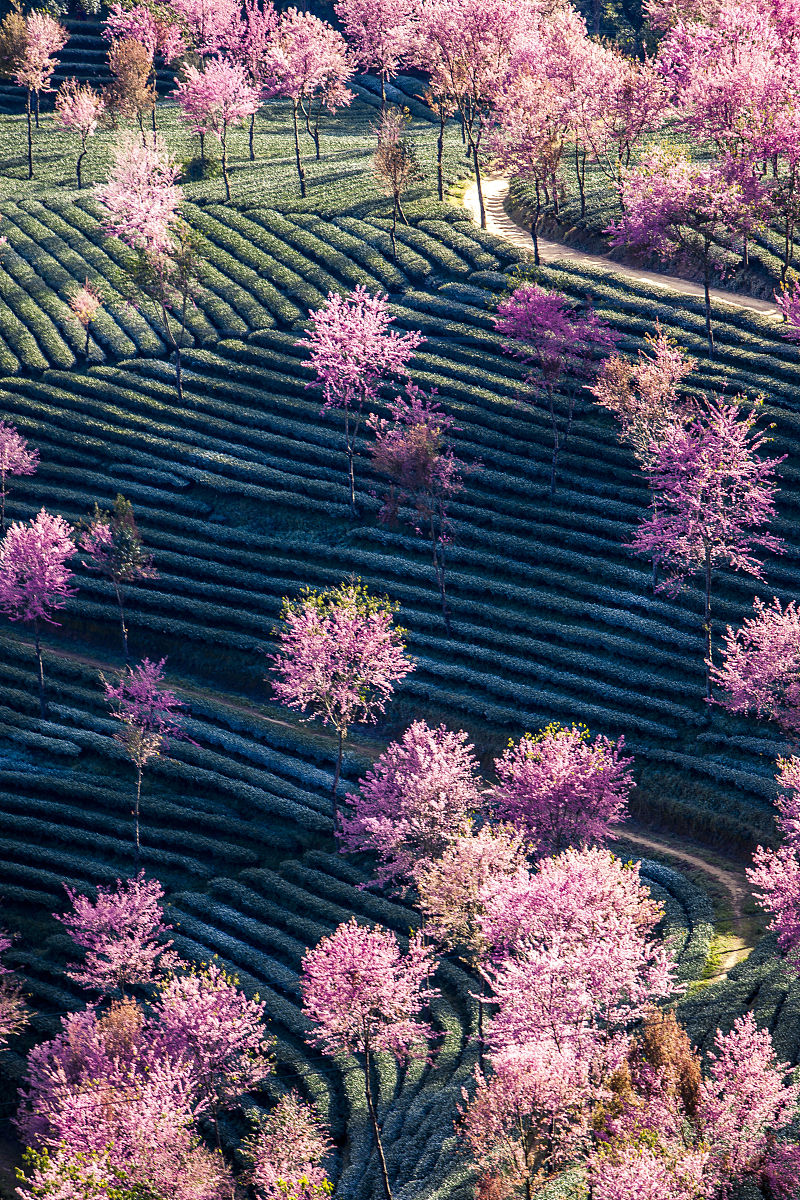 武夷山茶园冬日景致迷人