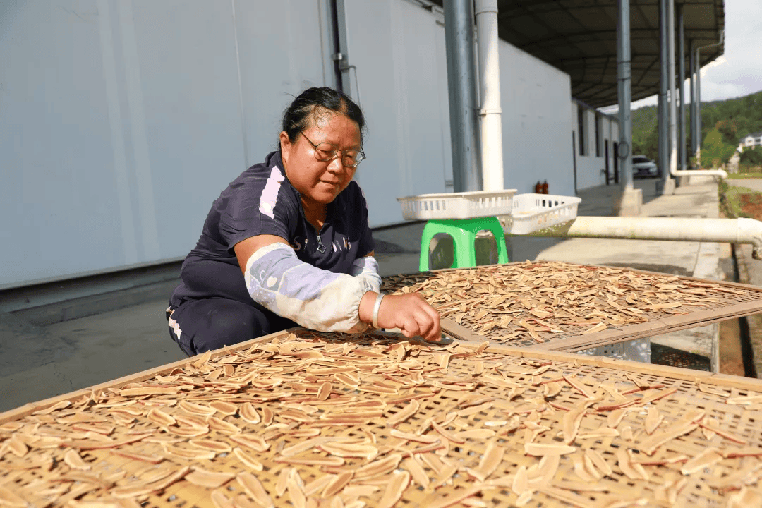 （乡村行・看振兴）山西长治潞城区：大葱采收季 特色产业赋能乡村振兴路