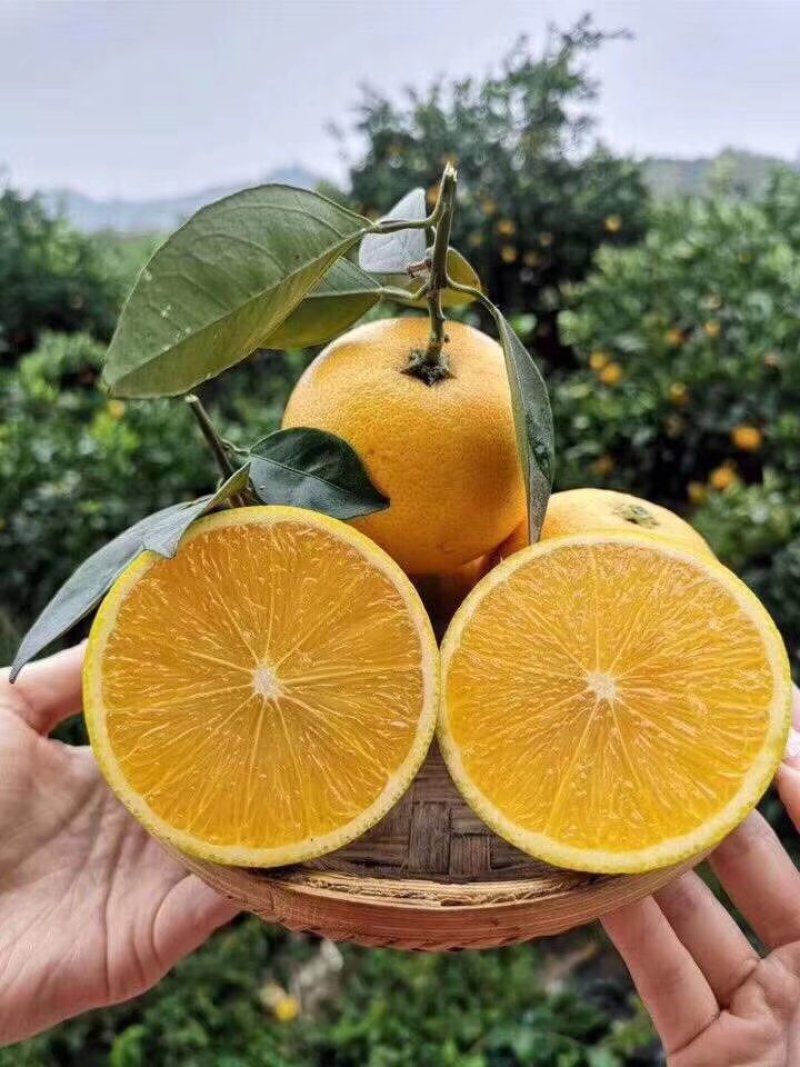 一颗橙子“闯”全球 湖南麻阳八吨冰糖橙启程“出海”