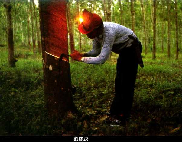 农林牧渔行业资金流入榜：海南橡胶等14股净流入资金超千万元