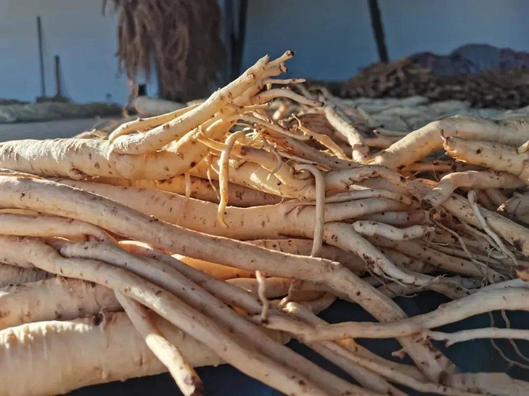 人保服务 ,人保服务_党参种植行业发展前景及投资规划研究咨询分析