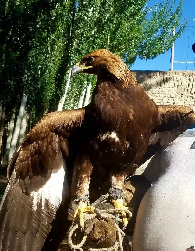 新疆克孜勒苏州阿合奇县附近发生5.4级左右地震