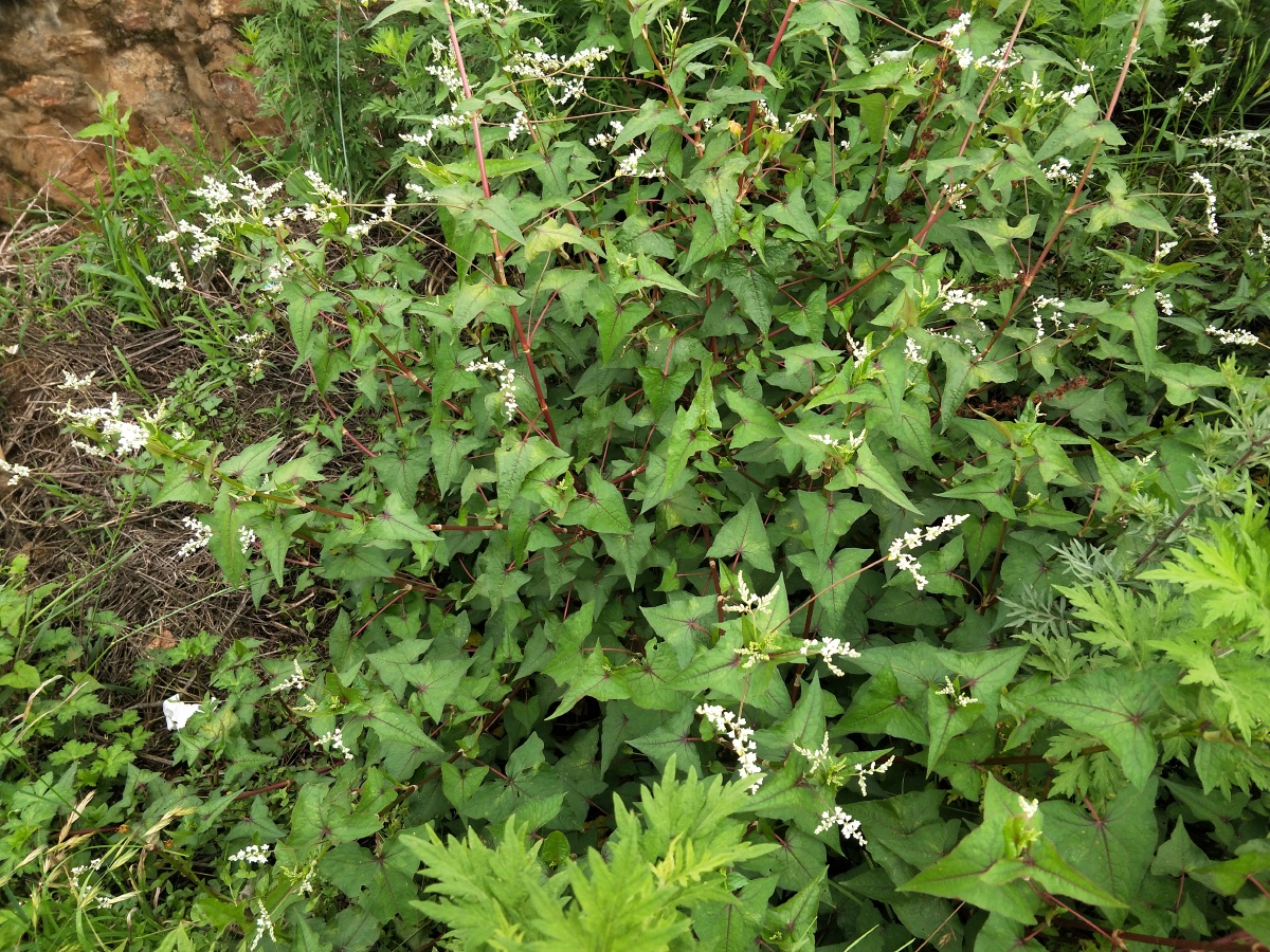 野生苦荞为何更耐盐?我国科学家揭示奥秘