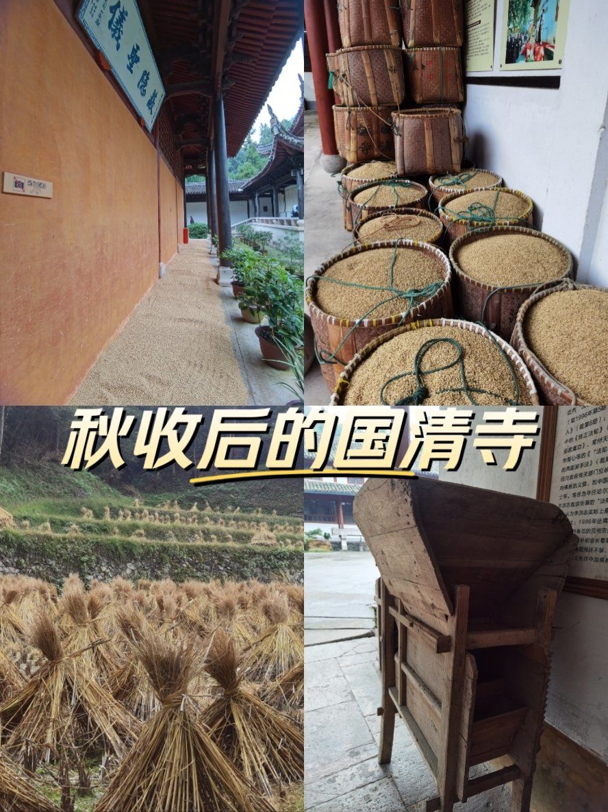 中国“大粮仓”粮食1600亿斤丰收背后的“科技驱动”