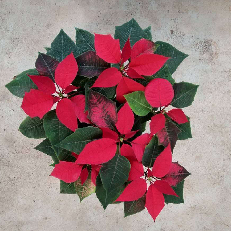 一品红：参股公司美国Arthrosi拟被并购