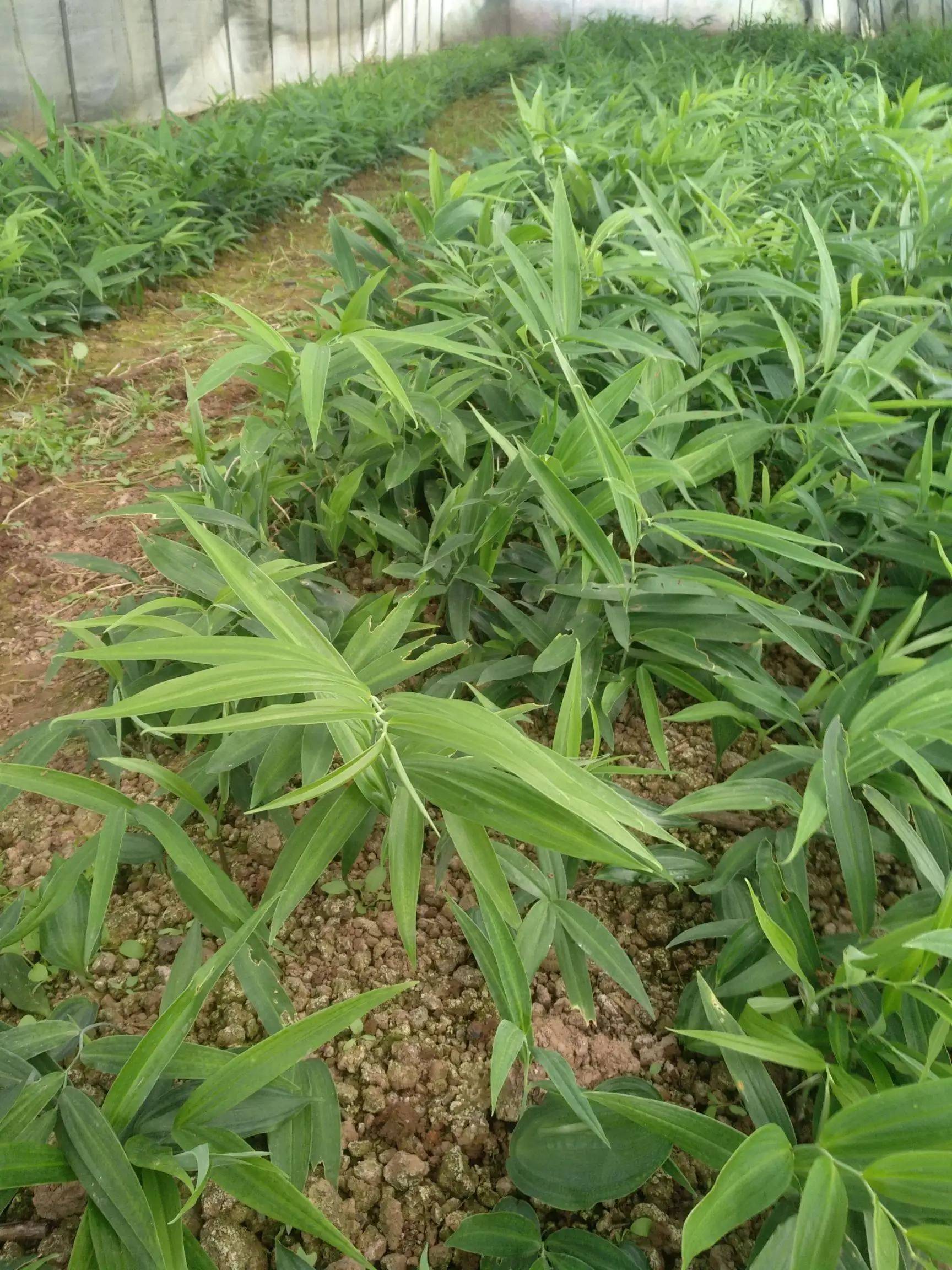 科技让种植规模挣脱人力束缚（念念有余）