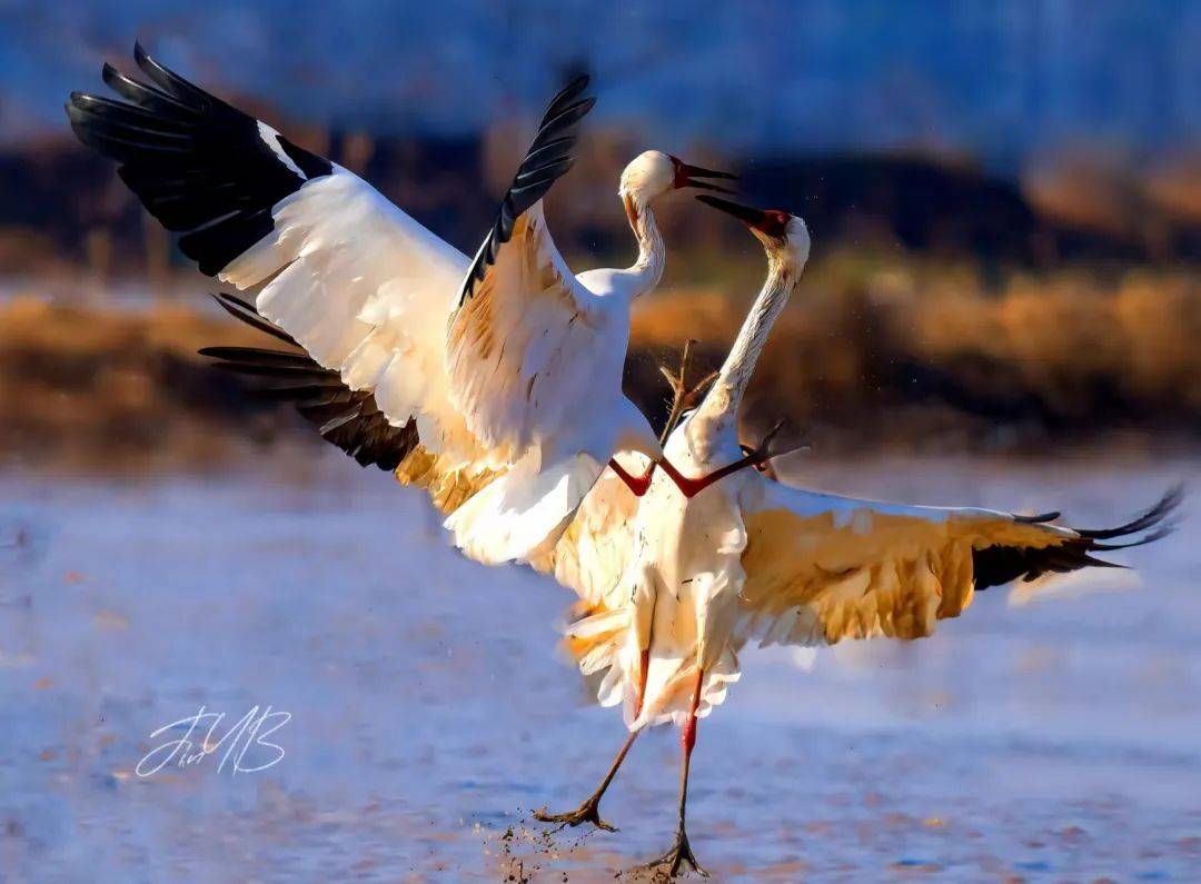 （走进中国乡村）“中国候鸟小镇”迎观鸟热潮
