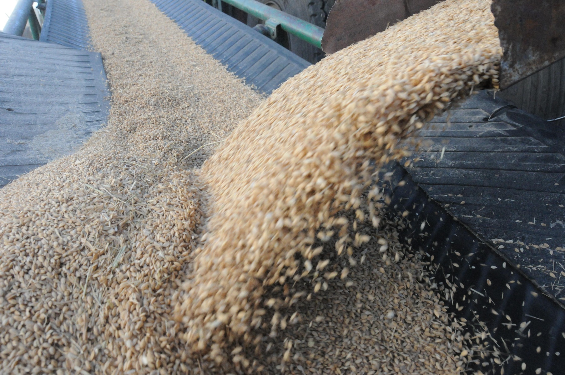 中国秋粮收购超2亿吨 为近年同期最高水平