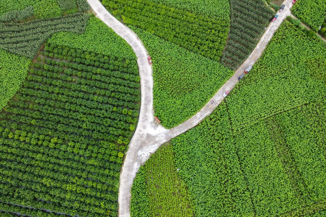 （走进中国乡村）产业引回“离乡雁” 广西百年古村“朝夕”皆暖