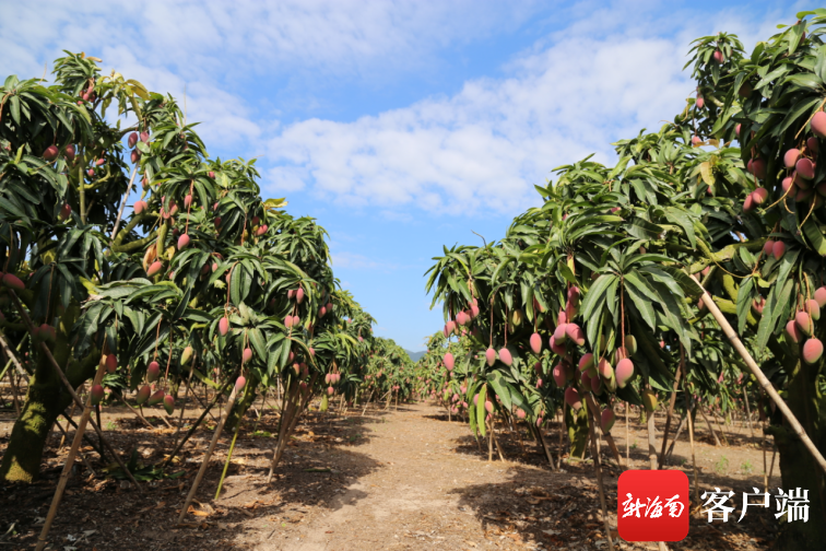 海南推行用地用林用海联合审批制度改革