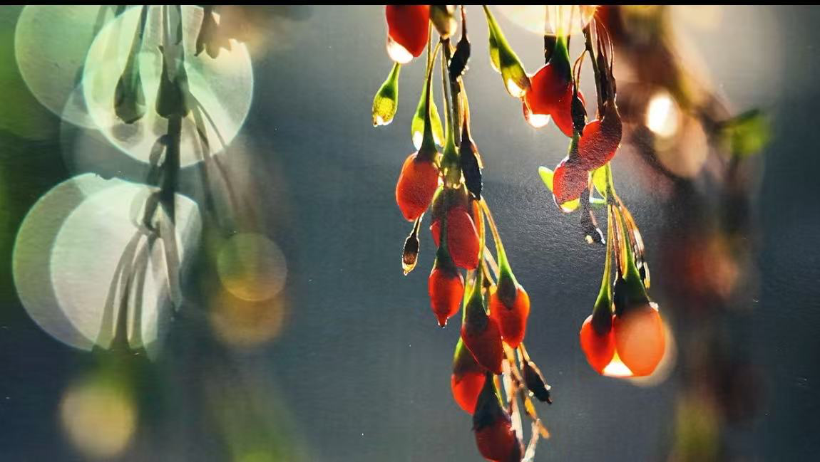 2025年宁夏枸杞全产业链产值突破213亿元