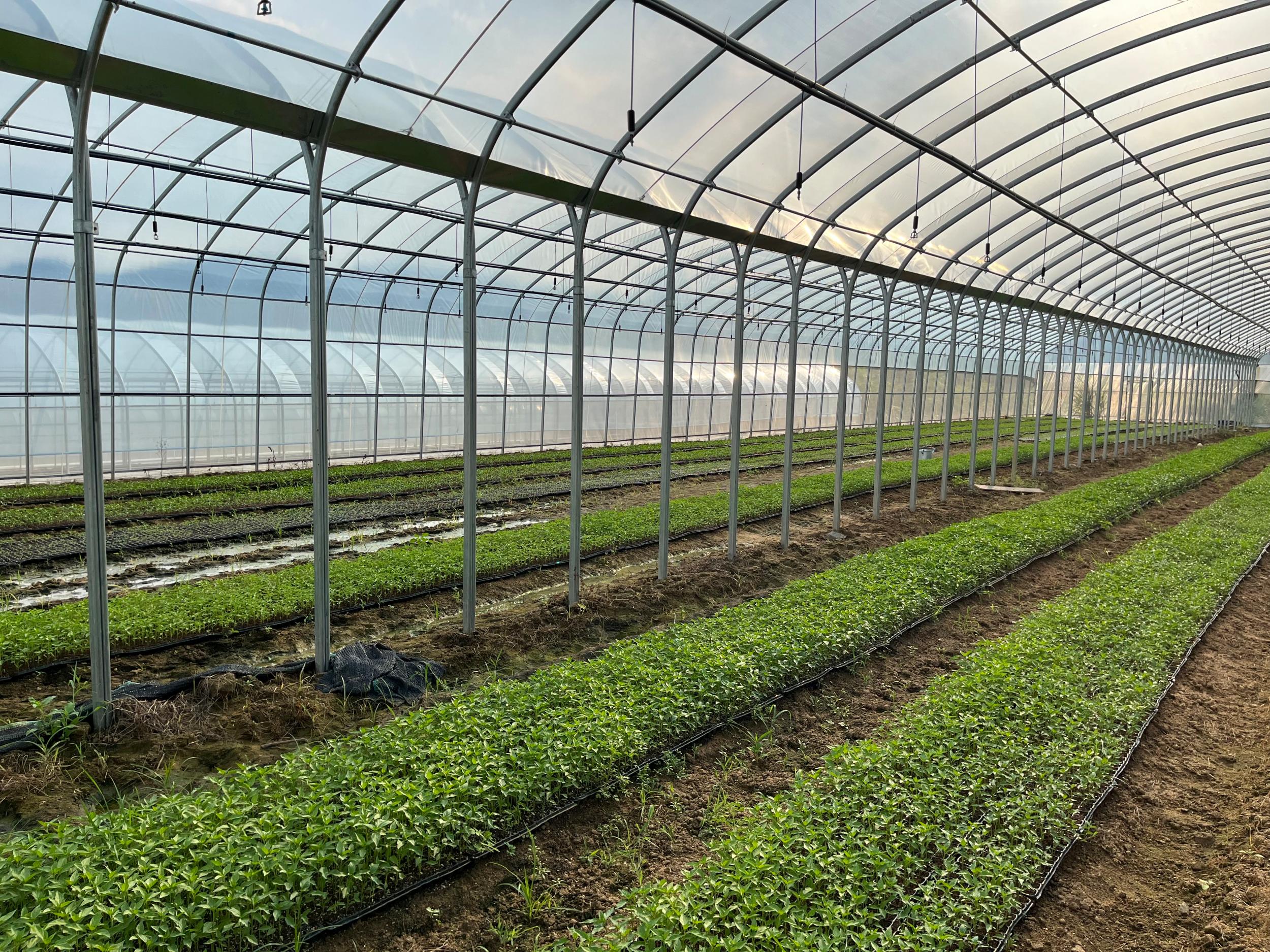 中核在琼投资“快马加鞭” 明年海南核能占比将超50%